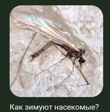 [Детский лекторий] Как зимуют насекомые (Александр Толмачев)
