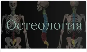[AnatomyEducation] Модуль 1. Остеология (Эдгар Кафаров)