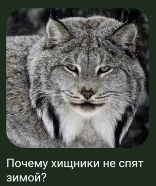 [Детский лекторий] Почему хищники не спят зимой? (Александр Толмачев)