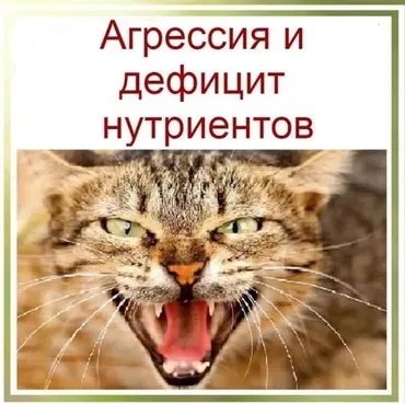 Агрессия и дефицит нутриентов (Галина Краевая)