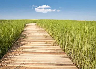 [Morpheus Fields] Свободный путь | Clear path