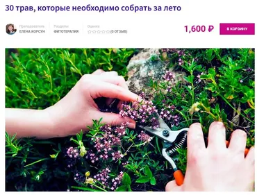 30 трав, которые необходимо собрать за лето (Елена Корсун)
