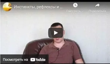 Инстинкты, рефлексы и программы лимбической системы и продолговатого мозга (Денис Бурхаев)