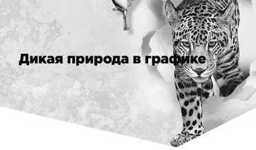Дикая природа  в графике. Тариф Silver (Егор Матита)
