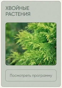 [Школа нетипичного фермера] Хвойные растения (Анна Акинина)