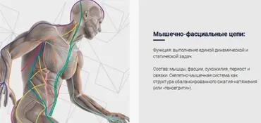 Мышечно-фасциальные цепи как система стабилизации мышечно-скелетной системы  (Людмила Васильева)