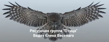 [Институт Открытого Поля] Ресурсная группа Птица (Елена Веселаго)