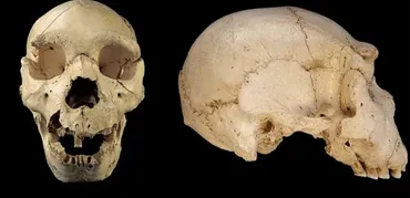 [Архэ] Homo heidelbergensis, пре-палеоантропы: торжество разума (Станислав Дробышевский)