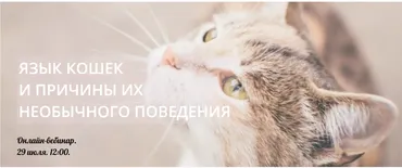 Язык кошек и причины их необычного поведения (Виктория Кононова)