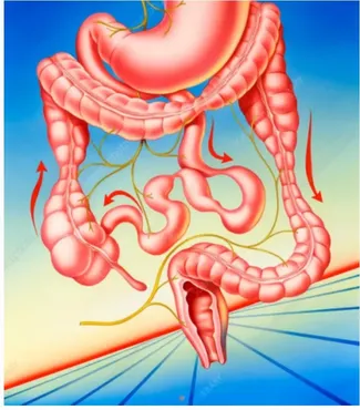 [Sigh Energy] Синдром раздраженного кишечника. Irritable Bowel Syndrome Powerful Plus +11x (Extra Strong)