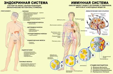 Интуитивная диагностика и терапия (Надежда Мунцева)
