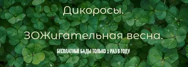 Дикоросы. ЗОЖигательная весна (Любовь Гришаева, Дарья Стрекалова)