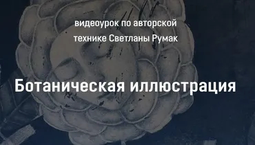 Ботаническая иллюстрация (Светлана Румак)