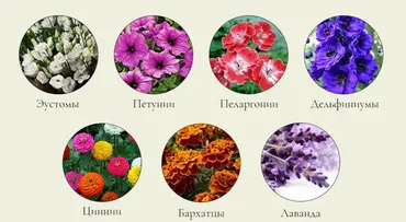 Выращивание цветочной рассады (Анна Акинина)