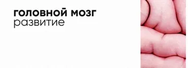 [Topanatomy] Развитие головного мозга. Мозговые пузыри (Dr.Vorobev)