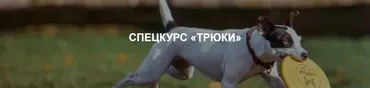 [Okidog Academy] Дрессировка собак. Спецкурс Трюки
