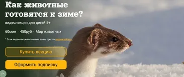 [Детский лекторий] Как животные готовятся к зиме? (Александр Толмачев)