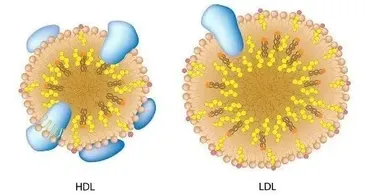 [Sigh Energy] Холестерин | Cholesterol Powerful Plus +11x (Extra Strong)
