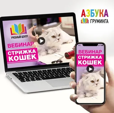 [Азбука Груминга] Стрижка кошек (Дарья Казимова, Ксения Селезнева)