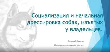[НИИДПО] Социализация и начальная дрессировка собак, изъятых у владельцев (Василий Бахман)