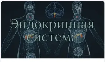 [AnatomyEducation] Модуль 10. Эндокринная система (Эдгар Кафаров)