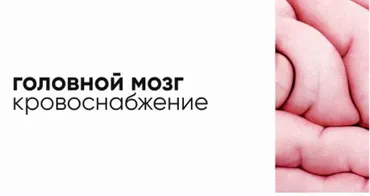 [Topanatomy] Кровоснабжение головного мозга. Виллизиев круг (Dr.Vorobev)