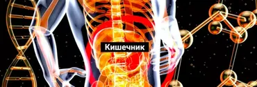 [academy-istomin] Кишечник (Никита Истомин)