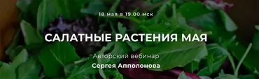 Салатные растения мая (Сергей Апполонов)