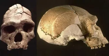[Архэ] Homo erectus: непрямые пути человека прямоходящего (Станислав Дробышевский)