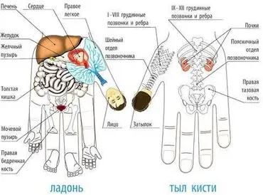 Су Джок терапия Теория Триначалия. Базисный курс (Кристина Астахова)