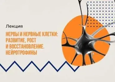 [vabrain] Нервы и нервные клетки: развитие, рост и восстановление. Нейротрофины (Екатерина Тарасова)