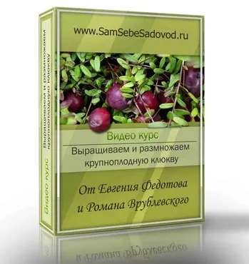 Выращиваем и размножаем крупноплодную клюкву (Евгений Федотов, Роман Врублевский)