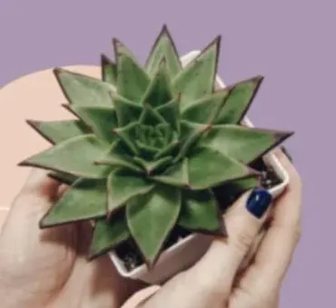 Уход за суккулентами для новичков (succulents_one_love)