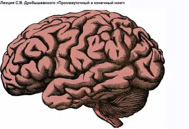[Архэ] Промежуточный и конечный мозг (Станислав Дробышевский)