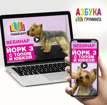 [Азбука Груминга] Стрижка Йорка. С топом и юбкой (Дарья Казимова)