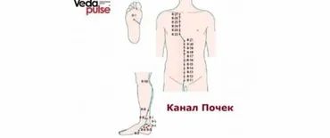 [Vedapuls] Канал Почек, диагностика и методы воздействия (Сергей Косинцев)