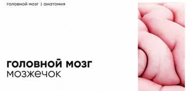[Topanatomy] Мозжечок: строение и функции (Dr.Vorobev)
