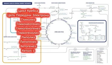 Базисные Процессы получения Энергии (АТФ) (Андрей Лобузнов)