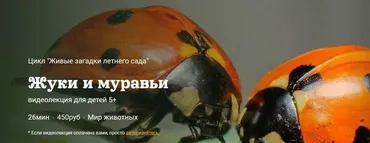 [Детский лекторий] Жуки и муравьи (Александр Толмачев)