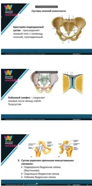 Функциональная анатомия аппарата движения: Суставы нижних конечностей. Часть 1 (Колледж Вейдера)