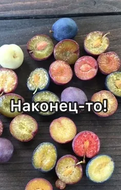 Сливы из полимерной глины (magic.magic.garden)