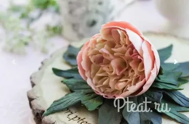 Шоколадные пионы (Tori Pteat)