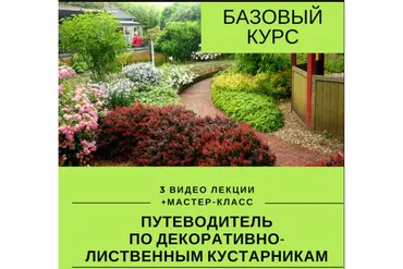Путеводитель по декоративным растениям (Наталья Мягкова)