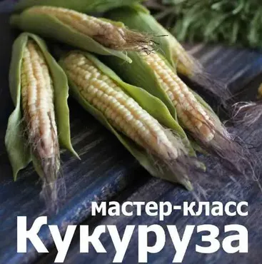 Лепка из полимерной глины Молоденькая кукуруза  (Кристина Орловская)