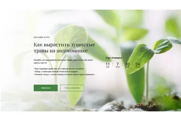 [Обитель] Как вырастить душистые травы на подоконнике (Яна Горбовская)