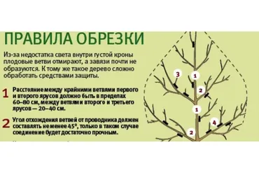 Работы в плодовом саду весной: Посадка, прививка, обрезка и формировка (Николай Курдюмов)
