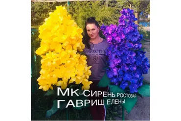 Сирень ростовая (Елена Гавриш)
