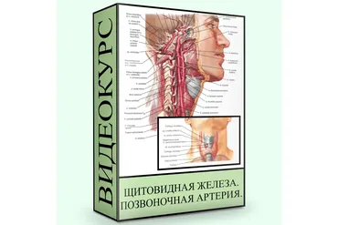 Щитовидная железа. Позвоночная артерия (Людмила Малышева)