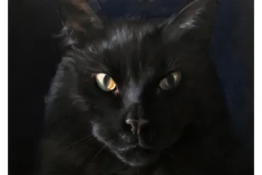 Кот (Игорь Сахаров)