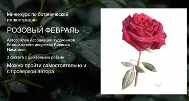 [Watermedia] Розовый февраль. Без проверки (Виринея Никитина)